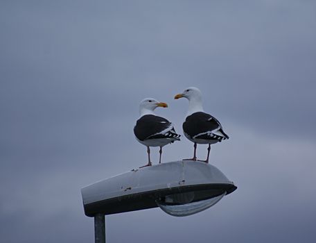 Two seagulls on a street lighting