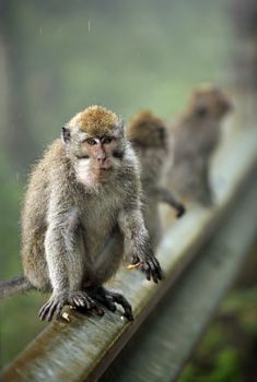 Family of monkeys. Bali. Indonesia