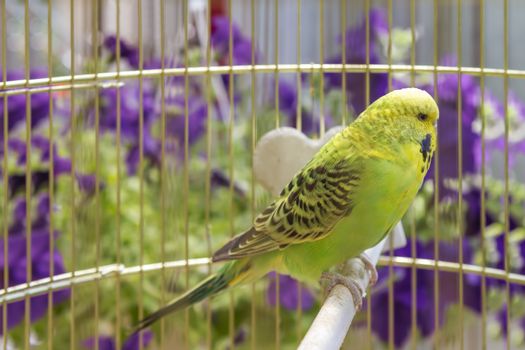 green wavy parrot sits in a cage