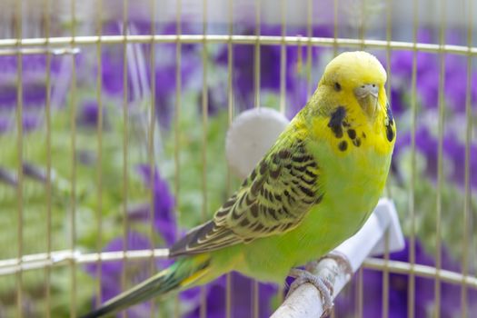 green wavy parrot sits in a cage