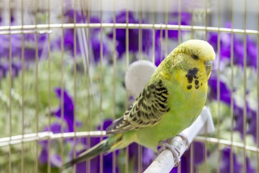 green wavy parrot sits in a cage