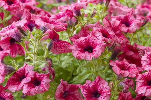 colorful petunias close-up selective focus shallow dof