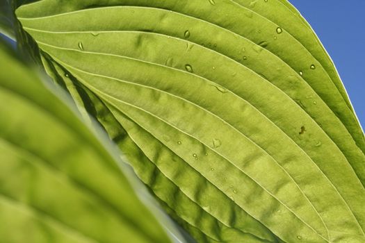 hosta leaf