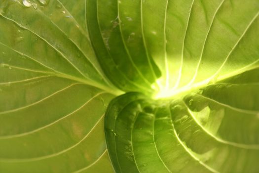 hosta leaf