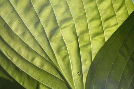 hosta leaf