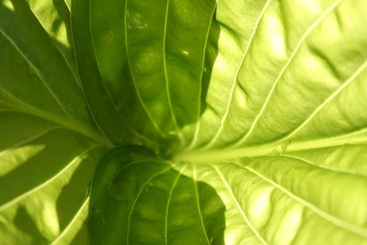 hosta leaf