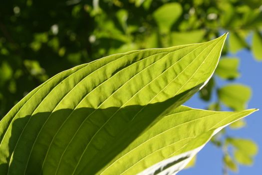 hosta leaf