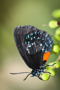 A colorful Eumaeus Atala butterfly sitting on green leaves.