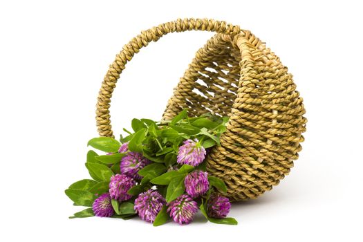 basket with clover on white background