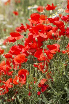 wild poppy flowers - poppies and chamomiles