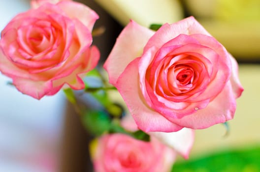 Pink Spring Rose Flower on the Table