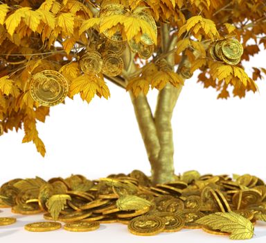 money tree with coin's on isolate white background close up 3d illustration