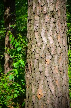 Bark of Pine Tree in the Ukrainian Forest