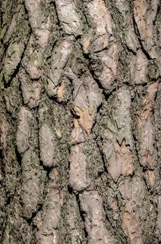 Bark of Pine Tree in the Ukrainian Forest