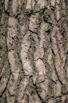 Bark of Pine Tree in the Ukrainian Forest