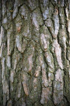 Bark of Pine Tree in the Ukrainian Forest
