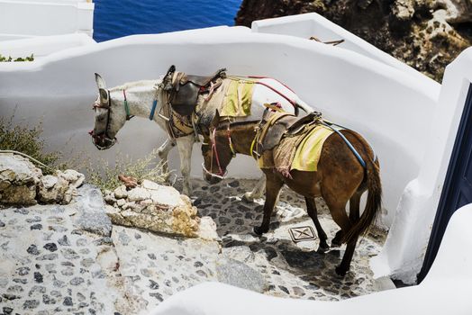 donkey on stairs of Santorini, traditional Greek life series