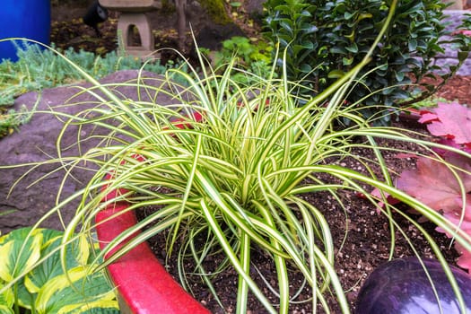 Variegated Japanese Sage Grass  Plant Foliage Closeup Macro