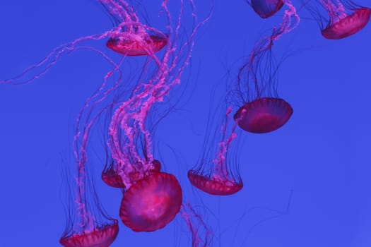 Colorful jellyfish in a backlight