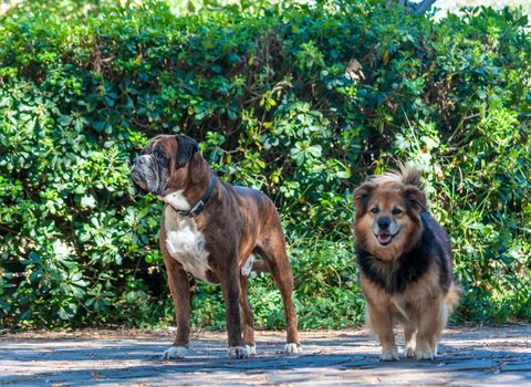 German boxer dog and mongrel dog in a garden