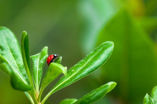 Closeup of ladybug on a leaf in a garden