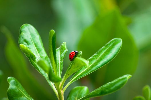 Closeup of ladybug on a leaf in a garden