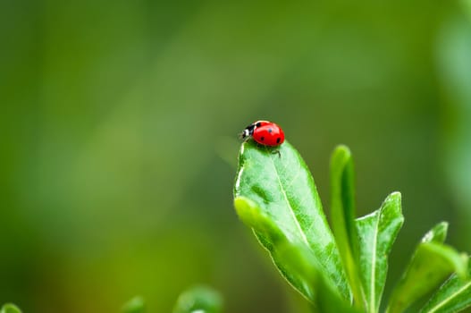 Closeup of ladybug on a leaf in a garden