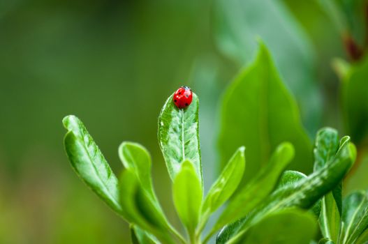 Closeup of ladybug on a leaf in a garden