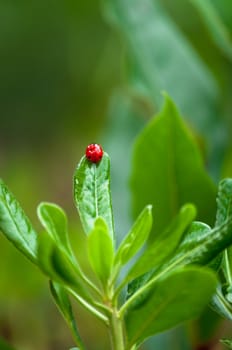 Closeup of ladybug on a leaf in a garden