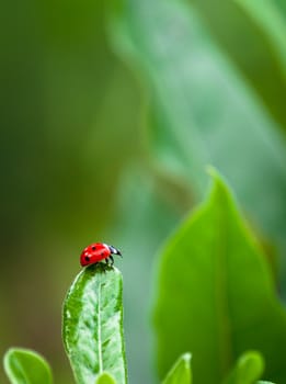 Closeup of ladybug on a leaf in a garden