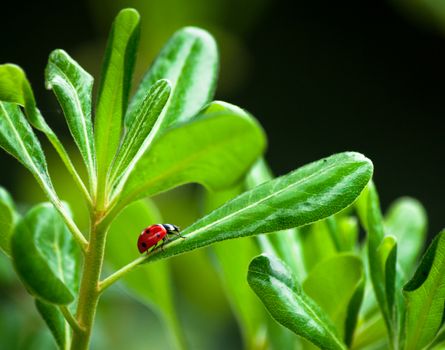 Closeup of ladybug on a leaf in a garden