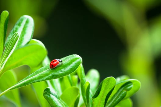 Closeup of ladybug on a leaf in a garden