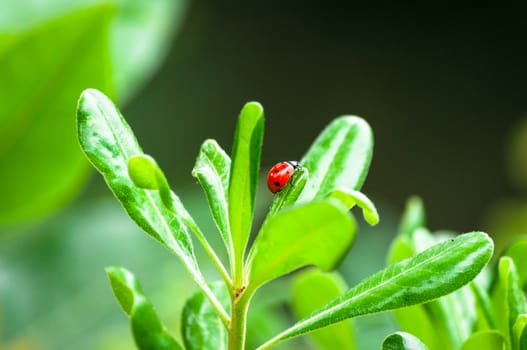 Closeup of ladybug on a leaf in a garden