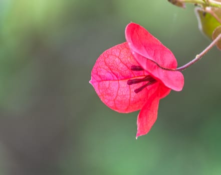 closeup of red flower of bouganville