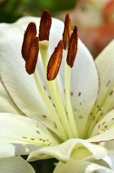 Beautiful lily growing in garden