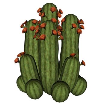 Cactus with flowers isolated in white background - 3D render
