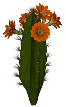 Tall cactus with red flowers isolated in white background - 3D render