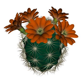 Spherical cactus with red flowers isolated in white background - 3D render