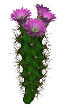 Tall cactus with violet flowers isolated in white background - 3D render