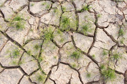 Cracked ground and survival living thing, cruel from global warm