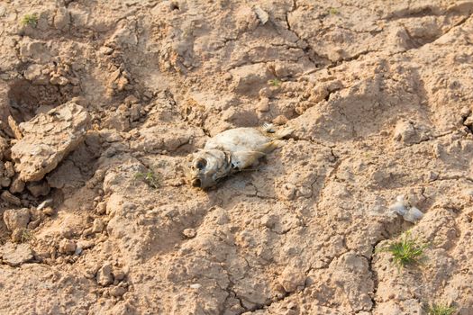 cracked land and dead fish on hot and dry ground