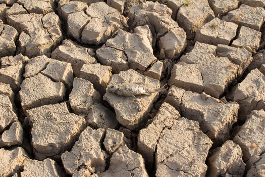 cracked land and dead fish on hot and dry ground