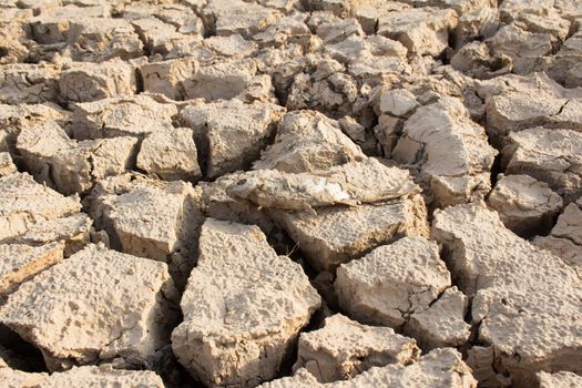 cracked land and dead fish on hot and dry ground