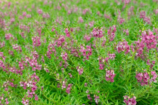 Purple flower, Angelonia goyazensis Benth garden