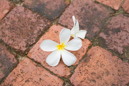 Beautiful white Frangipani flowers on the brick floor