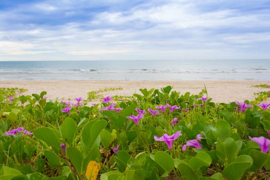 Beach Morning Glory leaves in wind (Ipomoea pes-caprae)