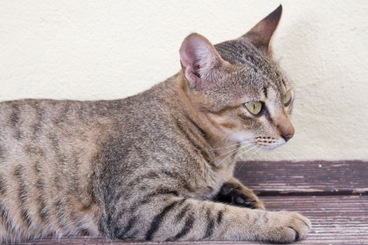 A tiger (tabby) cat relaxing at front yard