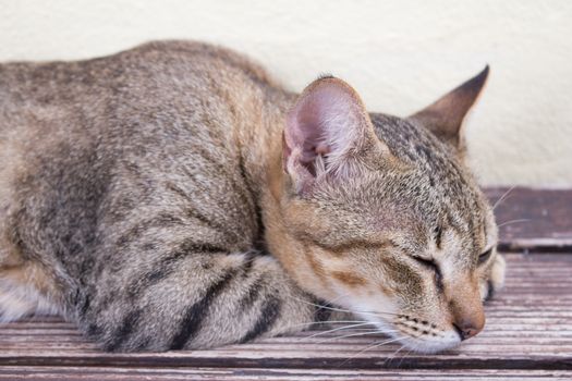 A tiger (tabby) cat relaxing at front yard