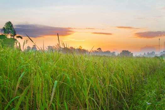 Rice field of farmer and sun in the morning time,in Thailand