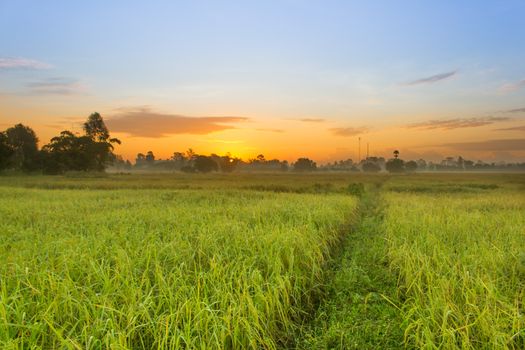 Rice field of farmer and sun in the morning time,in Thailand